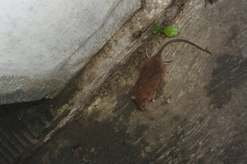 the rat died from poisoning