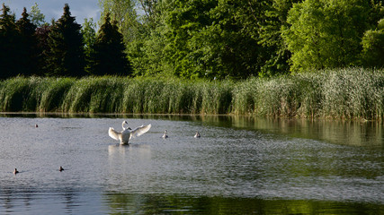 Swan flapping in the pond