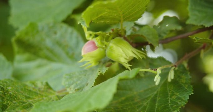 Closeup of a hazelnut ripening on a branch. Macro shooting with shallow depth of field.