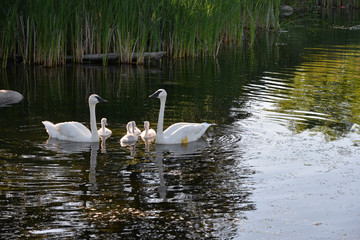 Swan family gathering