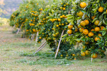 Orange tree in the garden.Farm of fruit
