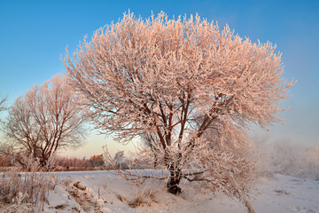Soft rime and snow scenic of winter season
