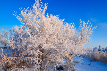 Soft rime and snow scenic of winter season