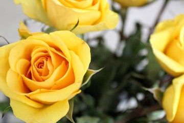 Heart of the Yellow Rose