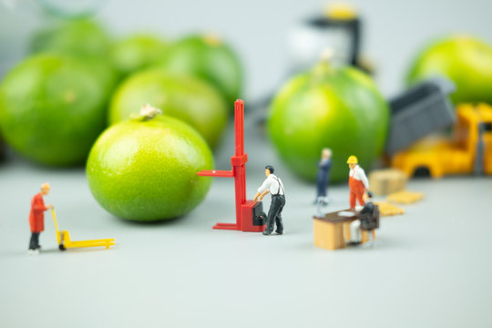 Miniature people workers moving fresh green lime fruit  for export agriculture