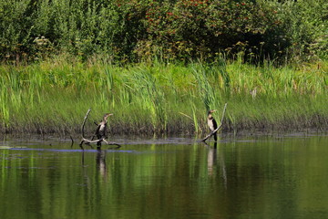 two cormorants on branches on the lake in Bornholm