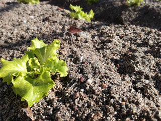 Basic food product in subsistence agriculture. Spanish field. Small lettuce sown in the orchard. Vegetable growing fresh under the sun and lots of water for irrigation. Intense natural green color. 