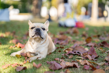 Fototapeta premium French Bulldog. Adult dog next to falling autumn leaves.
