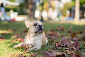 Fototapeta premium French Bulldog. Adult dog next to falling autumn leaves.