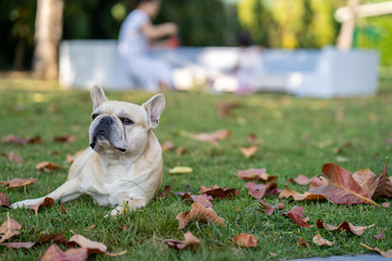 French Bulldog. Adult dog next to falling autumn leaves.