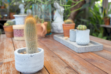 Little cactus in a flowerpot on wood table