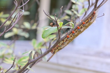 small caterpillar animal on tree