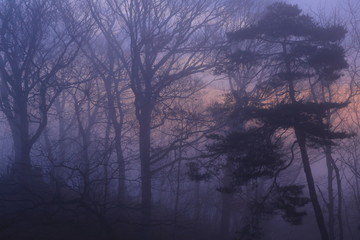 Fototapeta premium 岩手県 冬の朝焼け