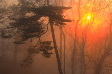 Fototapeta premium 岩手県 冬の朝焼け