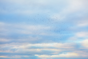 birds flying high near cumulus clouds