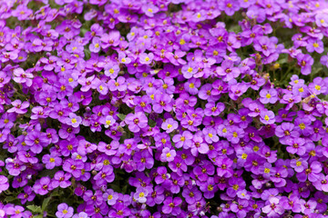 Fototapeta premium Blaukissen (Aubrieta), lila blüten staude für den Steingarten