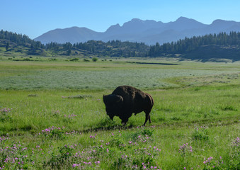 Bison Walks Along Dirt Trail in Open Field