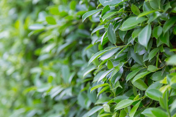 Green Leaves nature background