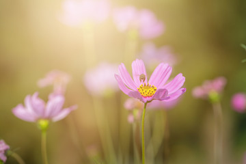 Colorful Pink and red cosmos flowers in the garden