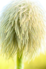 Bright Light Casts on Western Anemone seed head