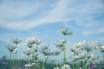 White cosmos flowers with blue sky vintage tone