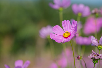 Fototapeta premium Colorful Pink and red cosmos flowers in the garden