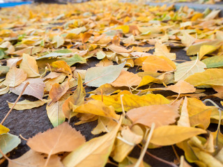 yellow autumn leaves on the road close-up