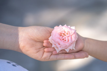  Girl Gives Her Mother A Rose. Mom And Daughter Hands