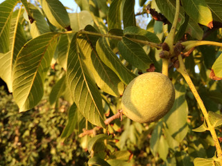 Contrast of natural green colors. Walnuts ripening in walnut. Dry fruit ripening under the sun of Spain. Spanish horticulture in the center of the Iberian Peninsula. European fruit industry. 