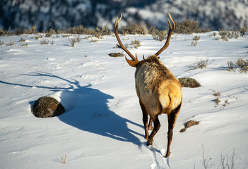 Bull Elk casting shadows