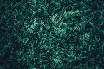 Beautiful nature background of vertical garden with tropical green leaf