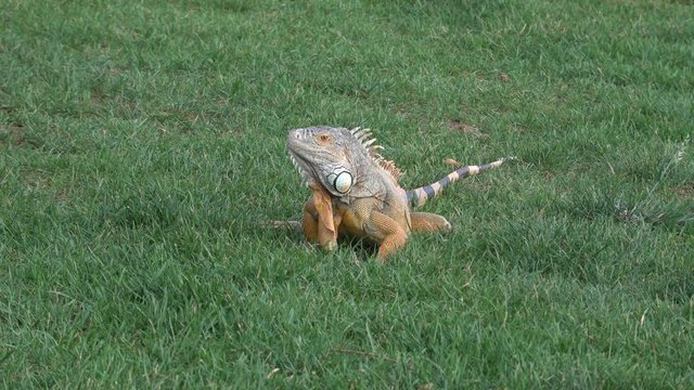 Most beautiful iguana sitting on green grass in the park.