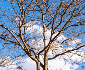 A bare winter tree with a blue sky and white clouds in the background