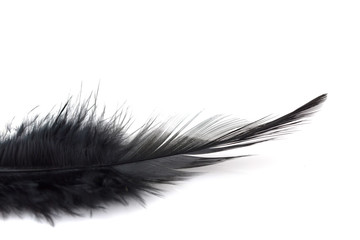 Close up Black feathers isolated