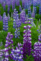  Alaskan lupine in Iceland