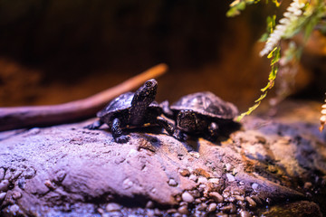 Turtles on in terrarium