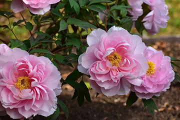 ピンクのボタンの花