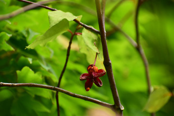 星形のツリバナの実