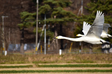 低空を並んで飛ぶ白鳥