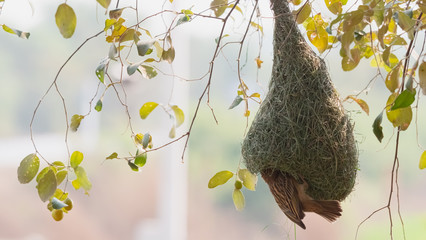 The golden-breasted bird is nesting in a tree hanging on the tree.