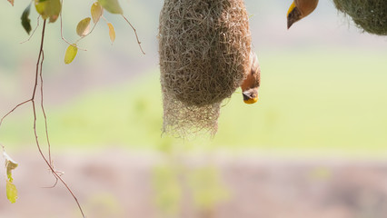 The golden-breasted bird is nesting in a tree hanging on the tree.
