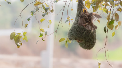 The golden-breasted bird is nesting in a tree hanging on the tree.