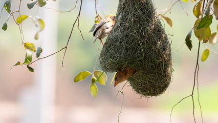 The golden-breasted bird is nesting in a tree hanging on the tree.