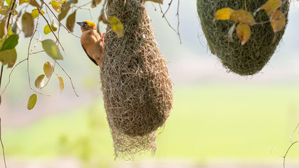 The golden-breasted bird is nesting in a tree hanging on the tree.