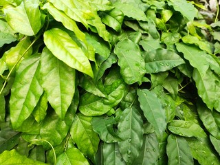 Green leaves come in many sizes and leaves.