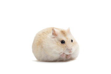 Dwarf fluffy hamster isolated on white background, front view