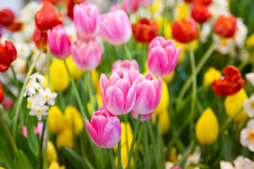 Pink tulips flower, beautifuly flower in garden plant, tulip spring-blooming