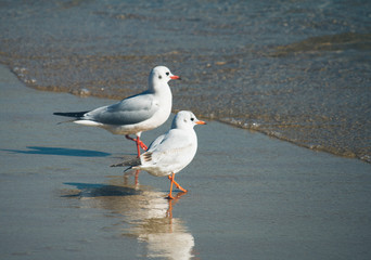 seagull on beach