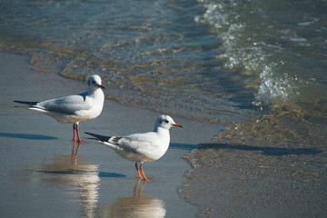 seagull on the beach