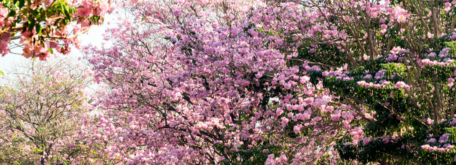 Obraz premium pink cherry blossom, trumpet tree, booming in garden in summer